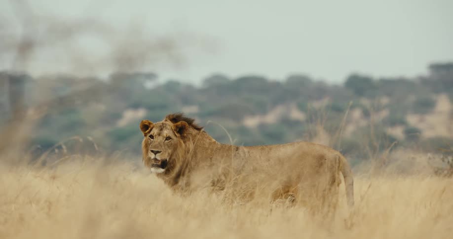 A powerful male lion stands tall in the savanna grass and turns to look at the camera in slow motion