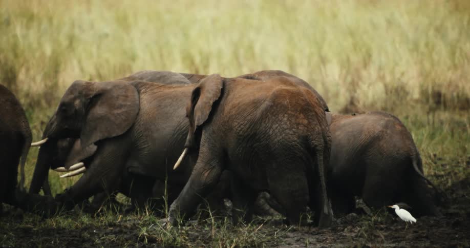 A slow-motion cinematic shot of a herd of elephants wading and grazing together in a muddy marsh