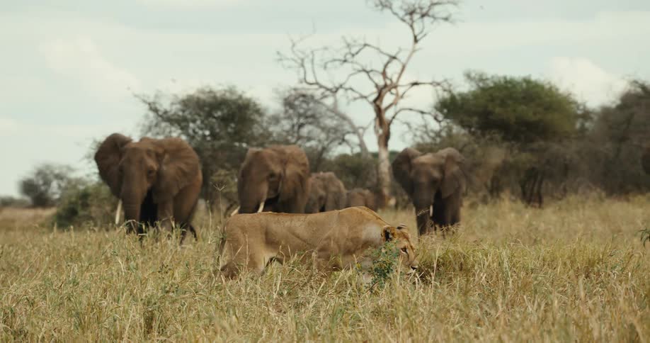 A lone lioness crouches in the tall grass of the African savanna, cautiously watching a herd of elephants in the distance