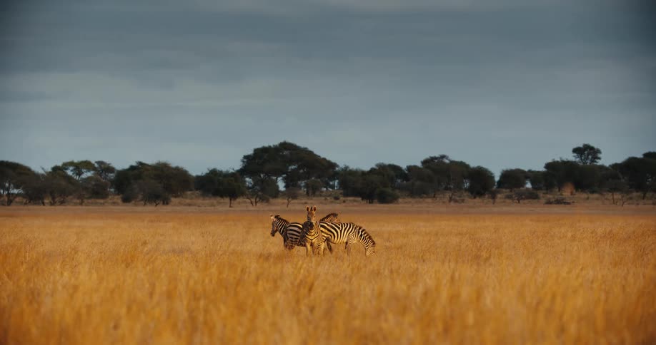 A small herd of zebras stands peacefully in the tall, golden grass of an open savanna under a cloudy sky