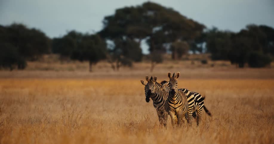 A pair of zebras stand alert in the golden savanna grasses as their tails flick in a beautiful wildlife cinemagraph
