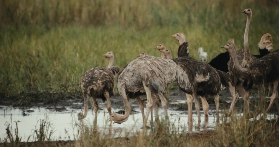 A flock of adult and juvenile ostriches drink from a muddy watering hole in the grassy African savanna