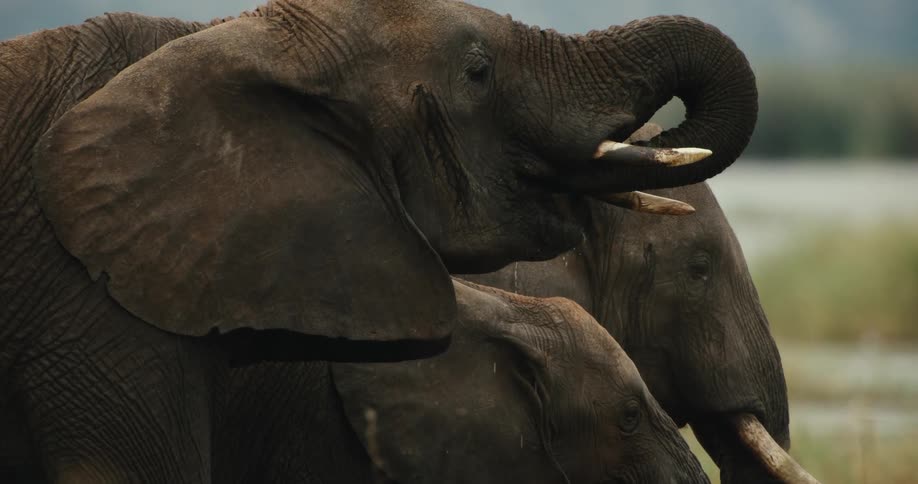 A slow-motion close-up profile shot of several African elephants drinking water with their trunks