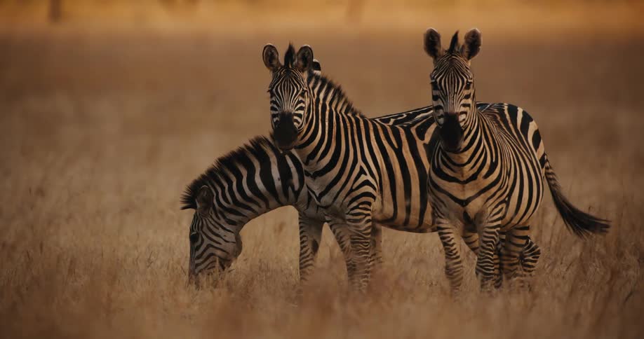A trio of wild zebras graze and stand watch in a golden grassy field during a beautiful African sunset