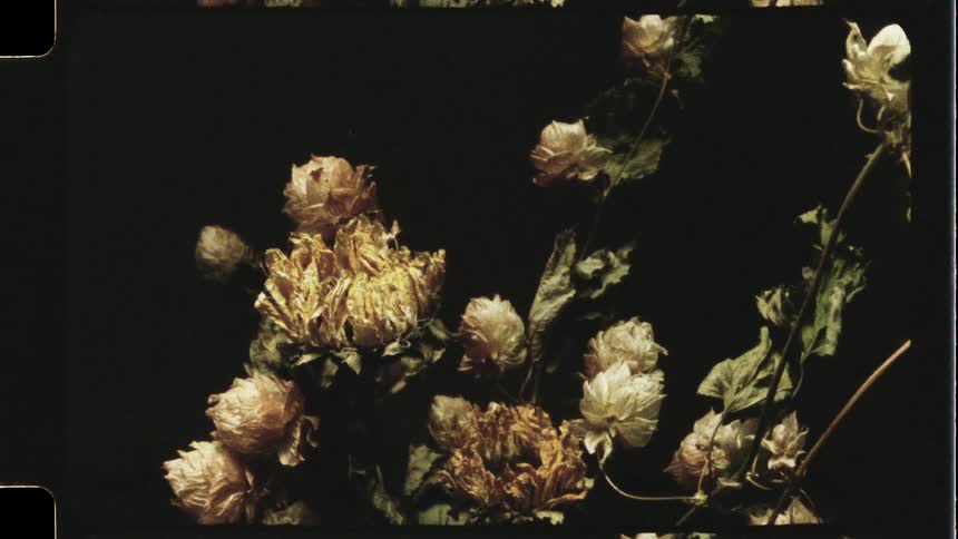 A motion blur time-lapse of wilting flowers resolves into a still life of the dried bouquet, captured with a vintage film aesthetic