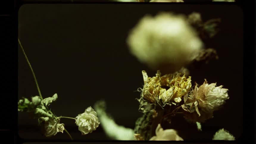 An artistic close-up of dried white and yellow flowers shot on vintage 8mm film creates a moody and nostalgic atmosphere