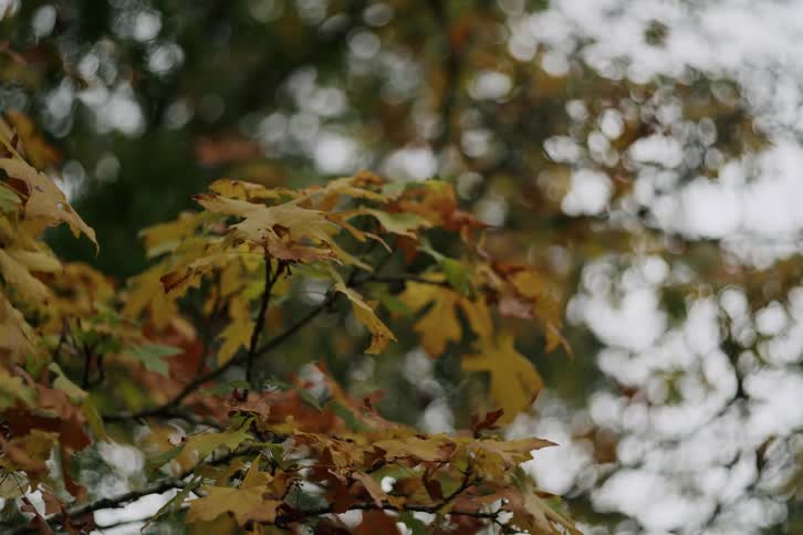 A close-up of yellow autumn leaves on a tree branch with a soft, out-of-focus background