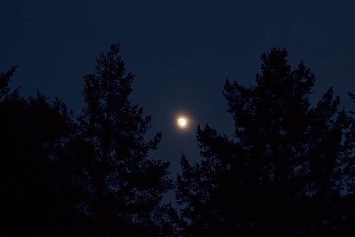 A bright full moon shines in the dark night sky between the silhouettes of two evergreen trees