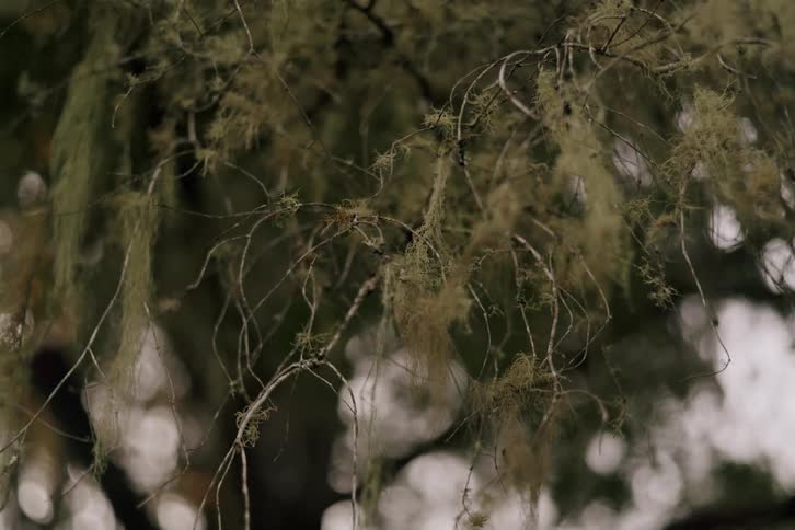 A soft focus pull reveals the delicate, stringy texture of Usnea lichen, or old man's beard, hanging from tree branches