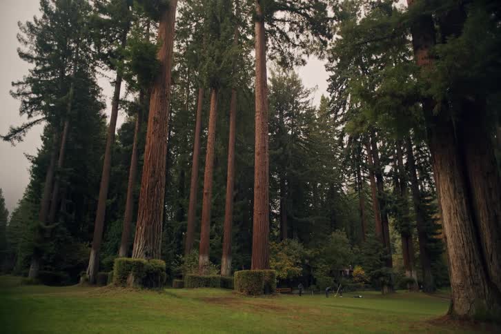 A serene park with a grassy lawn is surrounded by majestic, towering redwood trees on an overcast day