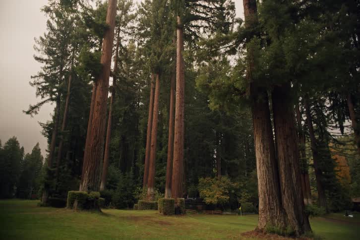 A wide static shot captures the majesty of towering redwood trees in a lush forest clearing on a calm, overcast day