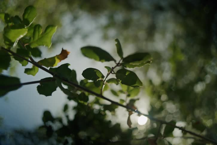 A dreamy low-angle shot of a sunlit tree branch with bokeh slowly coming into and out of focus