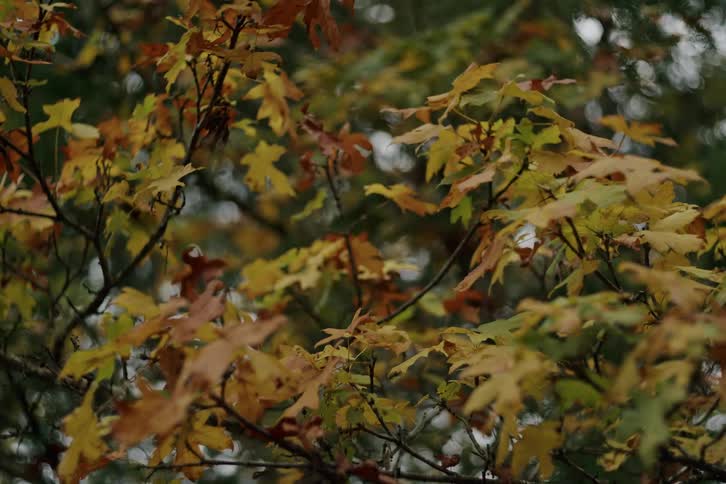 A rack focus shot slowly brings colorful autumn leaves into sharp focus on a tree
