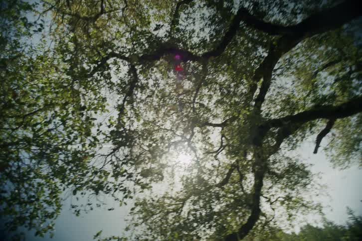 A dreamy, low-angle tracking shot looks up through a dense forest canopy as the sun flares brightly through the leaves, revealing a clear blue sky