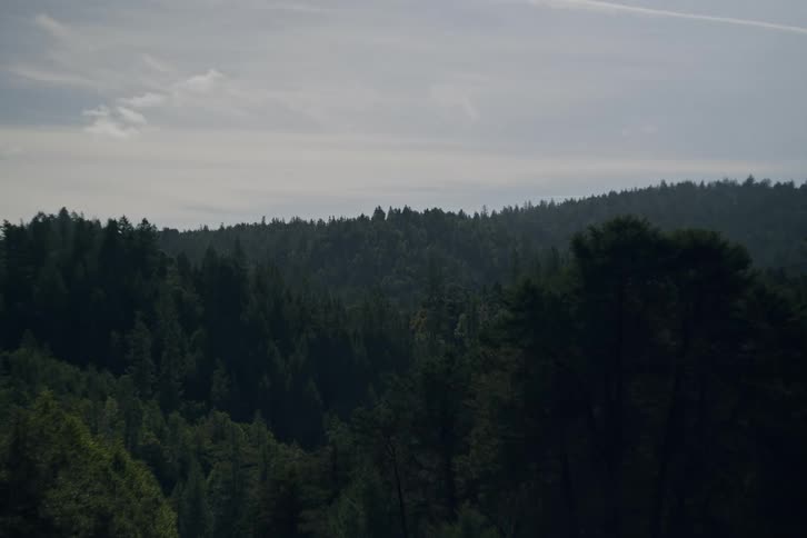 An expansive, tranquil view of a dense forest stretching across rolling hills under an overcast sky