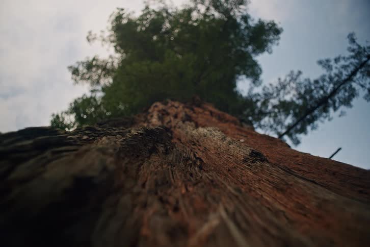 An awe-inspiring low-angle view looking up a towering redwood tree with a slow focus pull along its massive, textured trunk