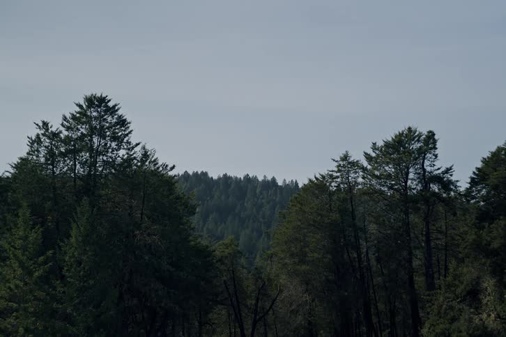 A static shot of a dense evergreen forest with treetops in the foreground and a tree-covered hill in the background under a pale sky