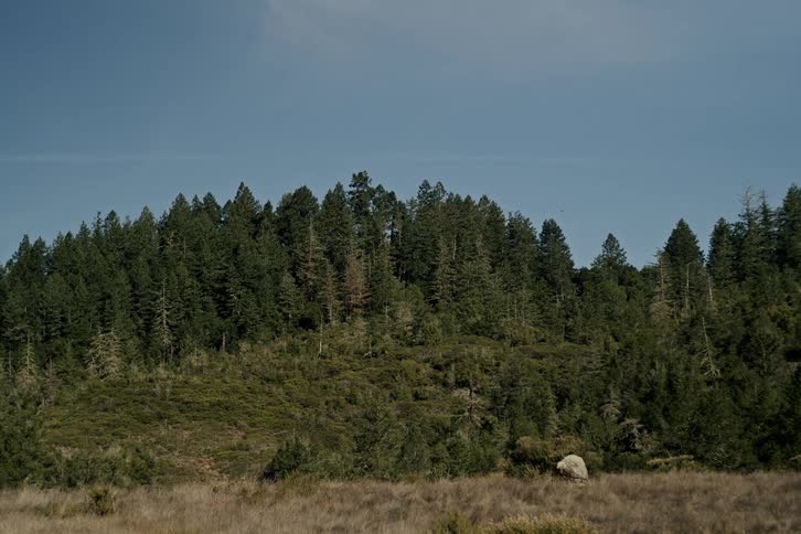 A lone white sheep grazes peacefully in a dry field at the base of a dense, forested hill under a clear blue sky