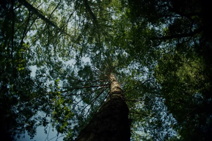 A low-angle view slowly pulls back from the base of a tall tree, looking up at the majestic forest canopy and sky