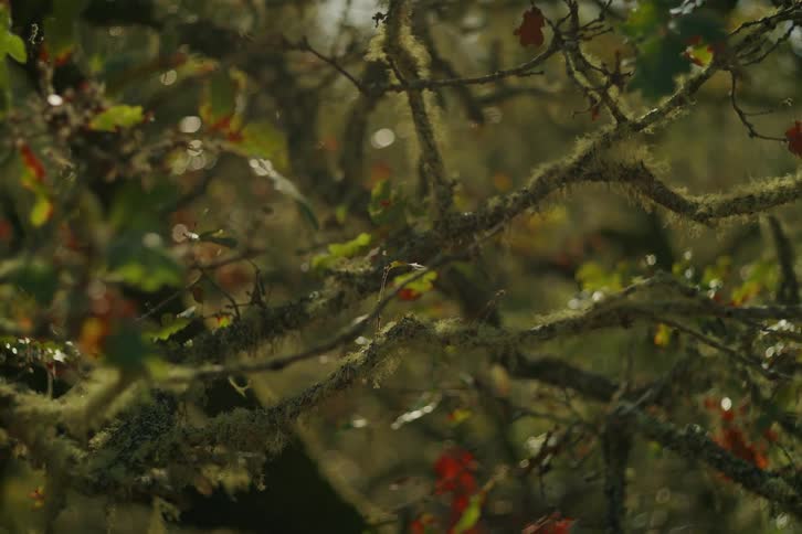 Ethereal sunlight filters through tangled, moss-covered branches in a tranquil forest, creating a soft bokeh effect