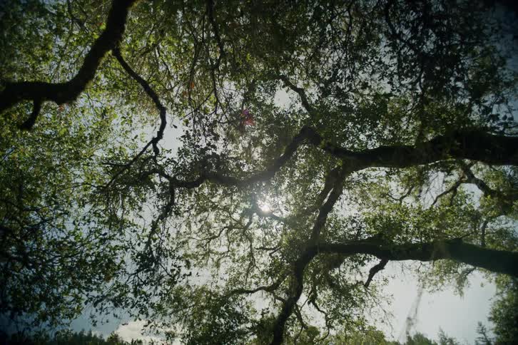 A low angle view of sunlight filtering through the sprawling branches and leaves of a large tree