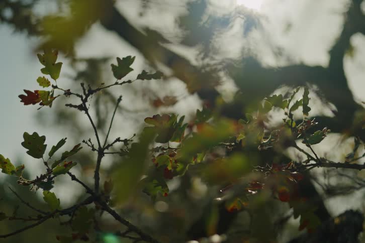 A slow rack focus reveals the details of green and red oak leaves on a tree branch backlit by the sun