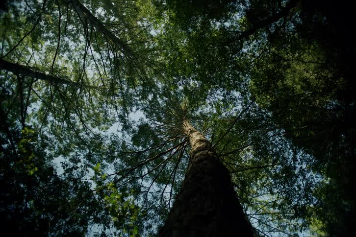 Looking up from the forest floor as the camera slowly focuses on the towering green canopy of ancient trees