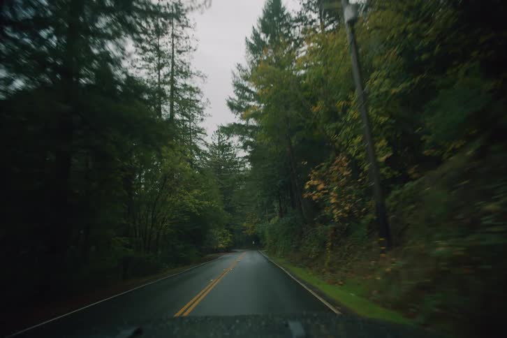 A slow, moody point-of-view drive down a winding, wet forest road surrounded by tall evergreen trees