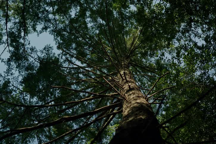 Looking up the massive trunk of a towering evergreen tree as the camera slowly pulls back to reveal the forest canopy