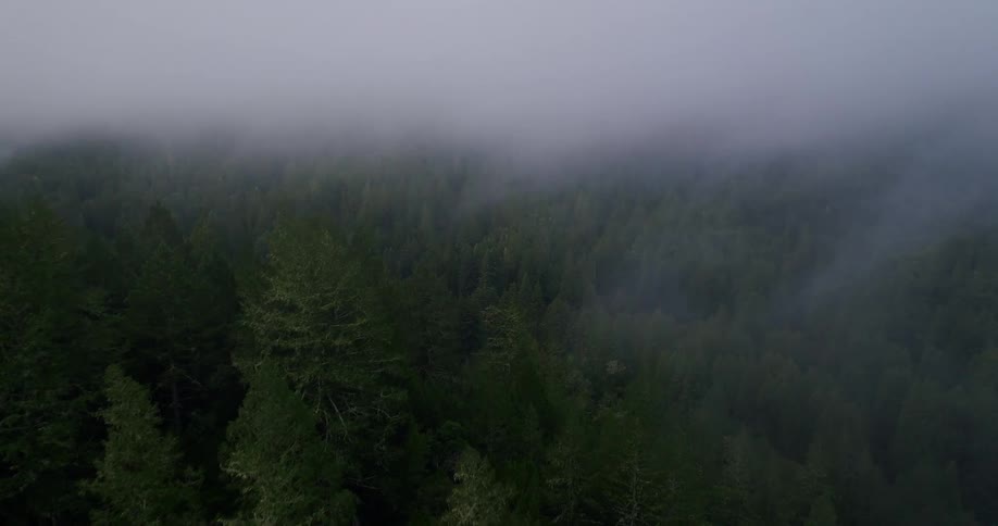 A moody aerial shot ascends through a thick fog blanketing a vast evergreen forest, slowly revealing the treetops below