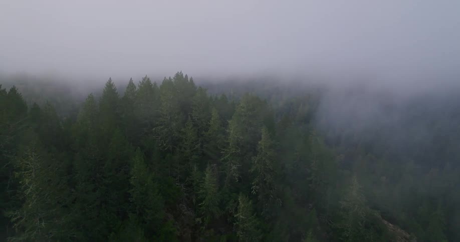An aerial shot slowly pulls back over a dense evergreen forest shrouded in a thick, moody fog