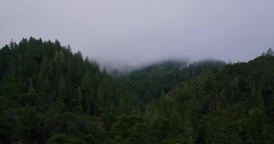 A serene aerial view slowly pushes forward over a dense, green pine forest nestled in a foggy mountain valley