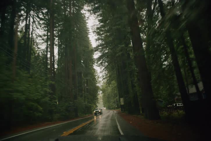 A point-of-view drive on a winding, wet road through a lush redwood forest on a rainy, overcast day