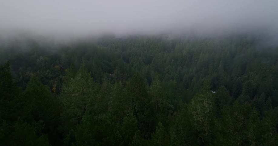 A slow and moody aerial flight pushes forward through thick fog over a vast evergreen forest