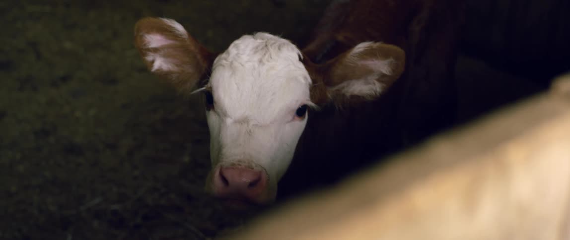 A cow is inside of a barn