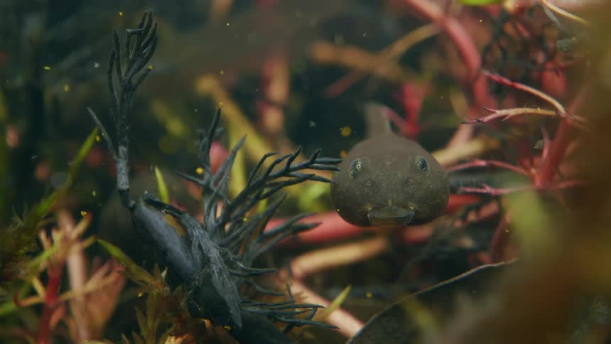 An extreme close-up of a tadpole floating amongst vibrant underwater plants before swimming out of frame