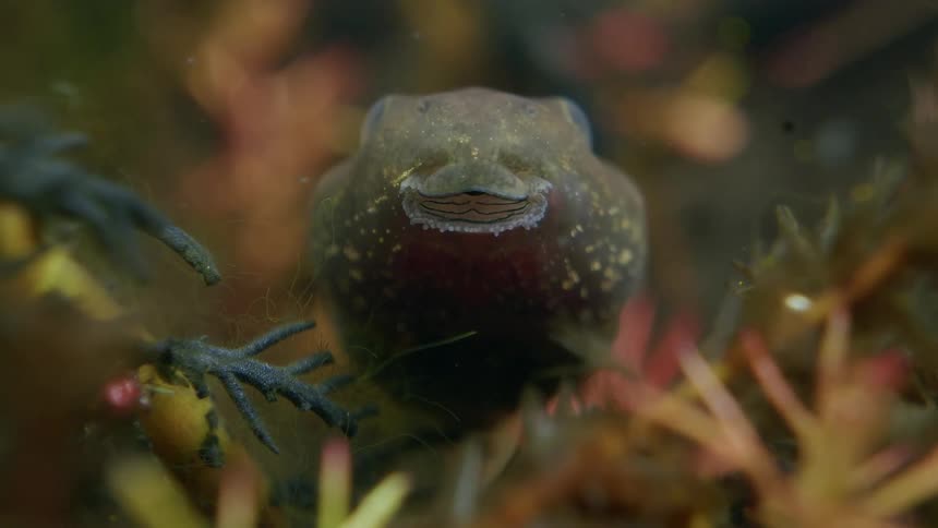 Extreme close-up macro of a tadpole's mouth opening and closing as it rests among aquatic plants before swimming away