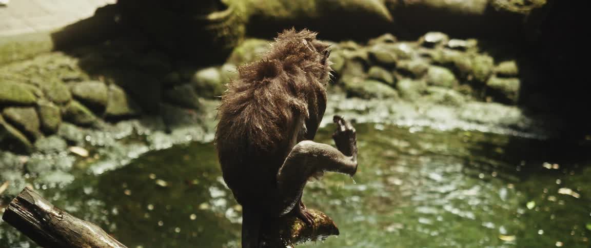 A wet, shaggy monkey sits on a rock above a pond and grooms itself in the dappled sunlight of a jungle