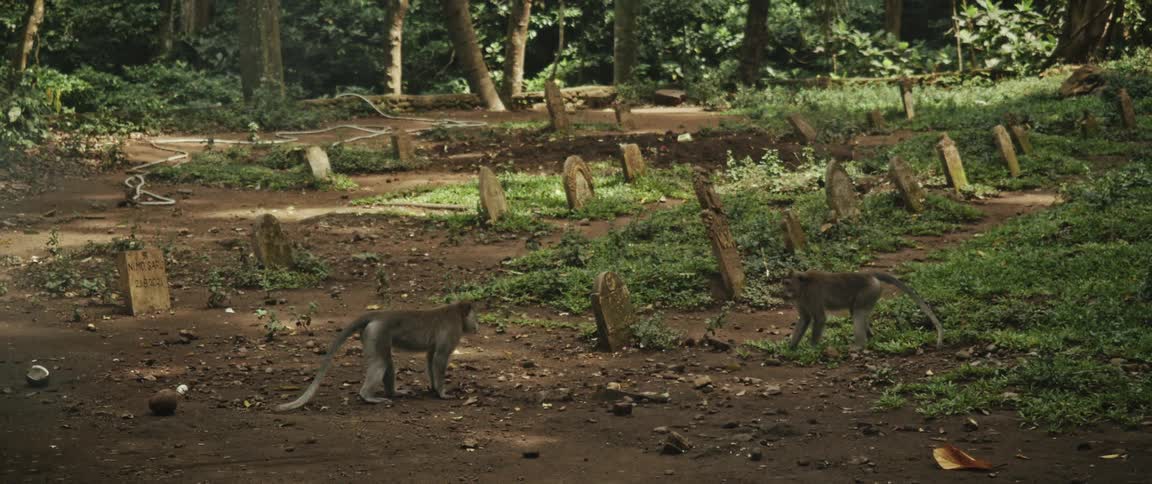 A pair of curious long-tailed macaques wander among old, weathered tombstones in a jungle cemetery