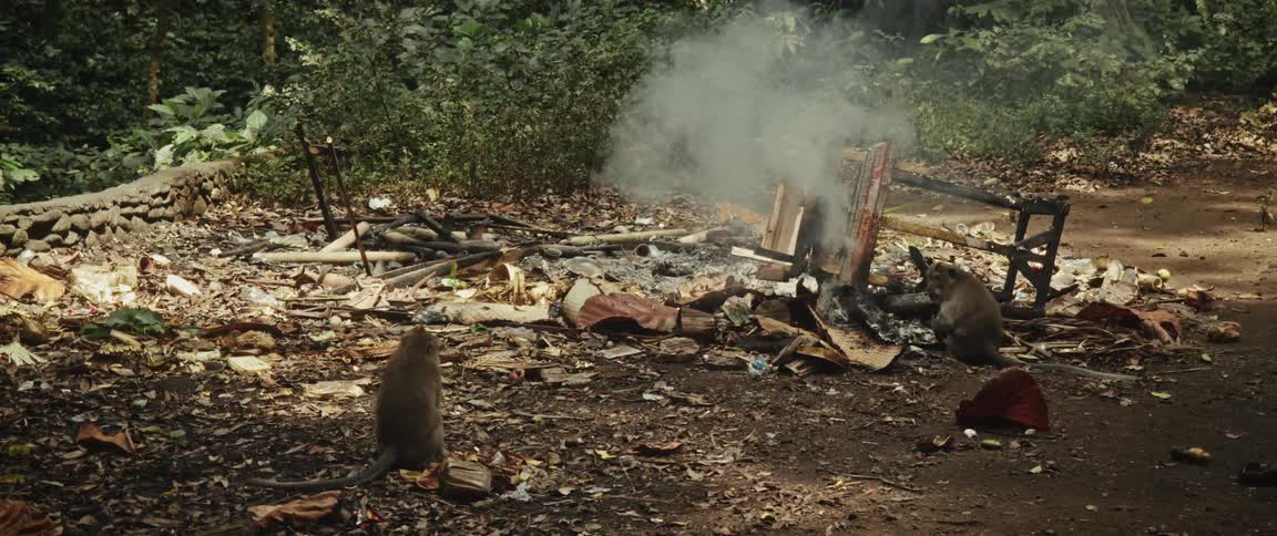 Two monkeys sit amidst a pile of smoldering trash and debris in a polluted forest