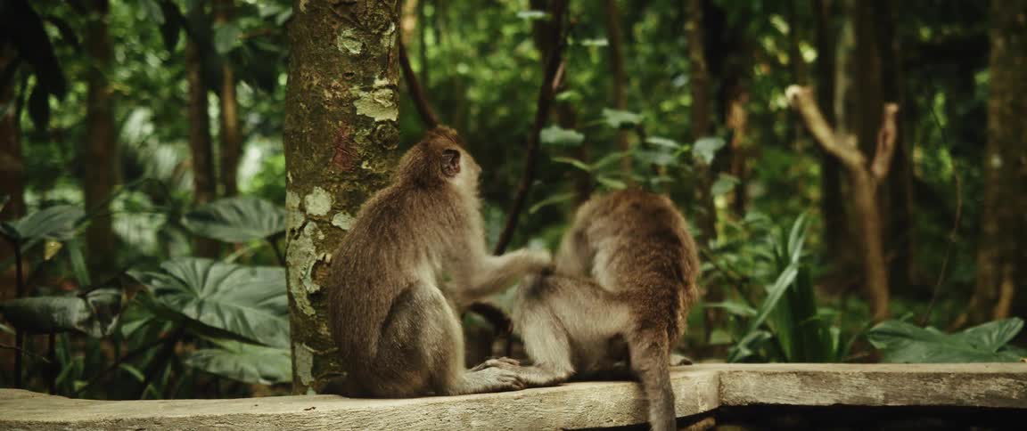 Two macaque monkeys sit on a stone ledge in a lush jungle while one grooms the other
