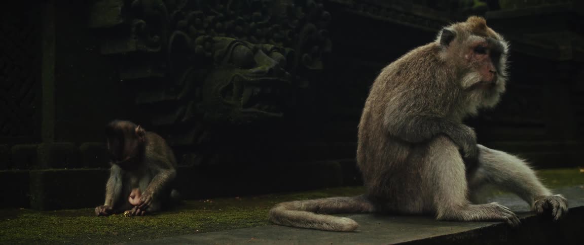 Two macaque monkeys, one old and one young, sit quietly on the stone steps of a mossy ancient ruin