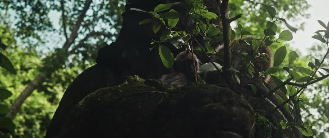 A family of macaques, including a baby, sleeps peacefully on a mossy ancient stone statue deep within a lush green jungle