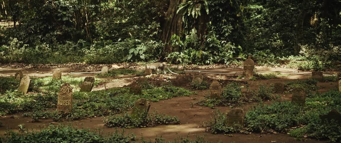 A wild long-tailed macaque monkey explores an overgrown pet cemetery in a lush forest