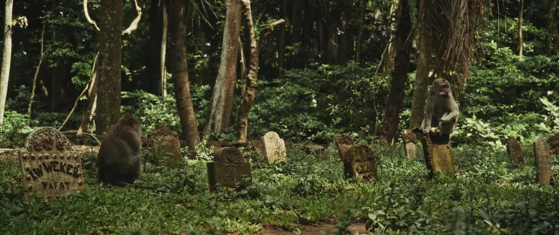 Two wild monkeys sit peacefully among the ancient tombstones of an overgrown jungle cemetery
