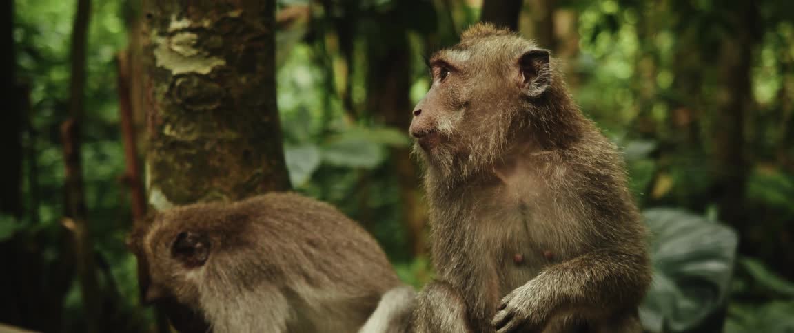 A pensive long-tailed macaque sits peacefully in the lush green jungle with another monkey nearby