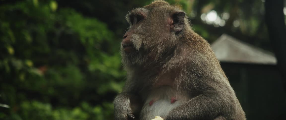 A close-up slow-motion shot of a mature macaque monkey with a white beard eating a piece of fruit in the forest