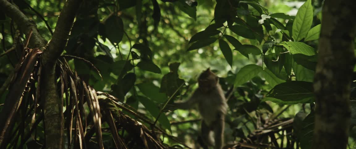 Slow-motion pan from a mossy ancient stone sculpture to reveal monkeys perched in a lush jungle canopy