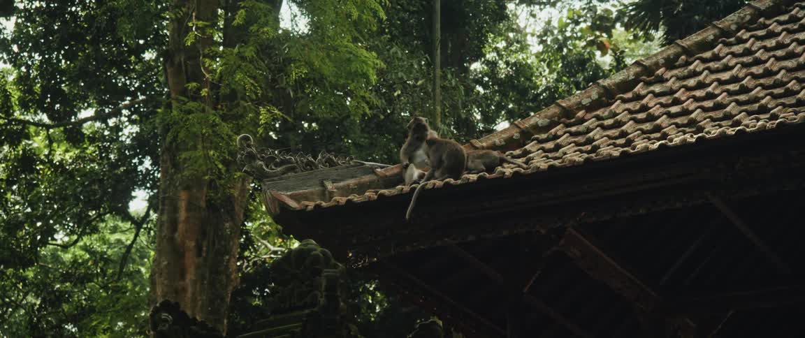 A family of macaque monkeys rest and groom on the tiled roof of an ancient, moss-covered temple deep in a lush green jungle