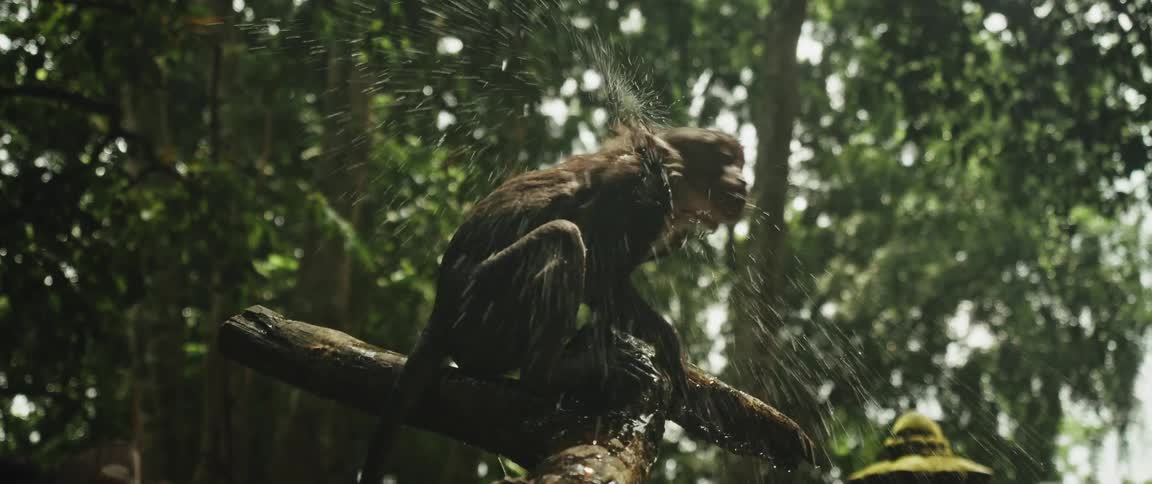 A monkey sits on a wet branch in the jungle, drinks water, and shakes its fur dry in dramatic slow motion